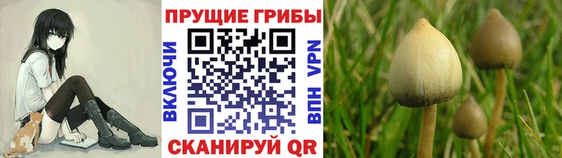 Галлюциногенные грибы Psilocybe  Приволжский 